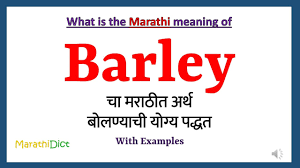 Barley In Marathi